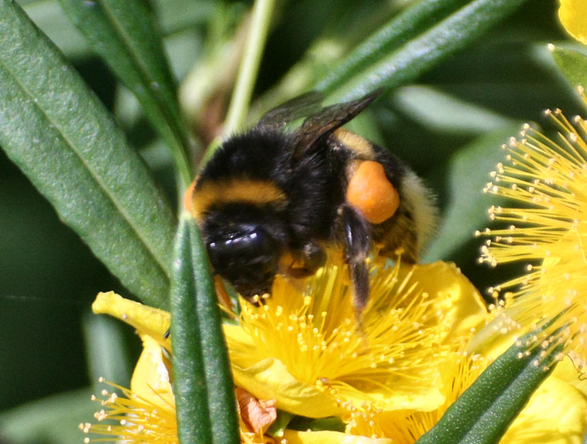 Bombus terrestris ?